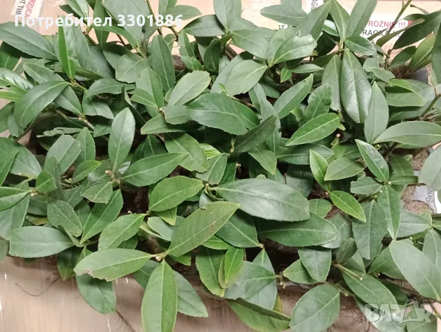 Лавровишна Novita, Caucasica в мултипалети. Производител, снимка 2 - Разсади - 48092734