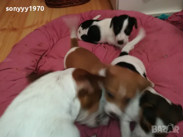 ДЖАК РЪСЕЛ-БЕБЕТА ДЖАКОВЕ-ВИДИН 0302251844, снимка 14 - Джак ръсел териер - 48948026