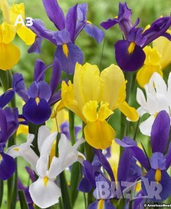 Продавам цветя Холандски ириси - луковици, за есенно засаждане, снимка 3 - Сортови семена и луковици - 26648766