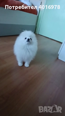 Померани Момчета с Родословие , снимка 8 - Померан - 52748219