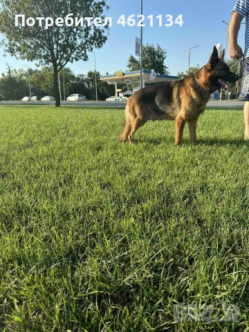 Немска овчарка, снимка 2 - Други - 53399815