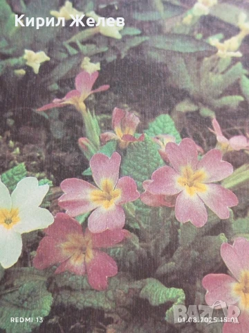 Старо календарче серия ЦВЕТЯ за КОЛЕКЦИЯ ДЕКОРАЦИЯ 35328, снимка 2 - Колекции - 51217420