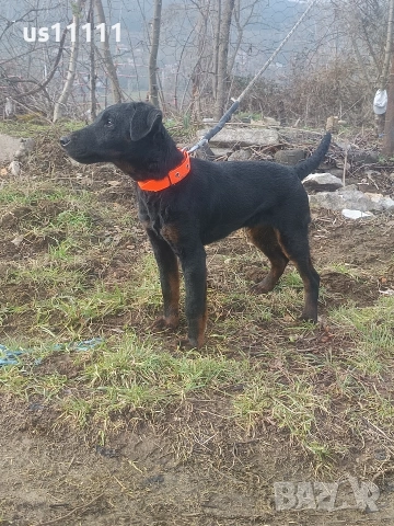 ягдтериер със родословие на 4 месеца 