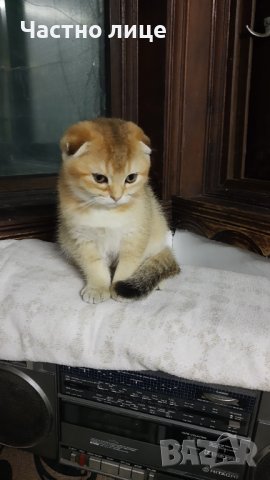 Британец златна чинчила за разплод , снимка 10 - Чинчили - 38819551