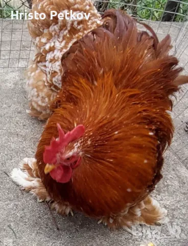 Пронавам Петли и Чифтове Мини Кохин 