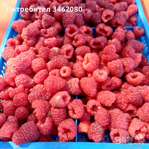 Разсад Малини, снимка 4 - Разсади - 52427655