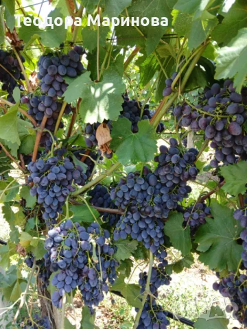 Продавам грозде за ракия, снимка 1