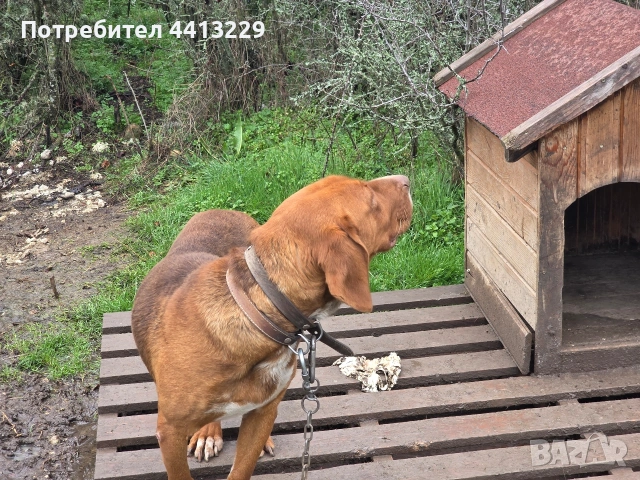 гонче,свинари, снимка 2 - Гонче - 53048126