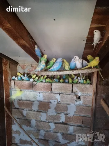 вълнисти папагали , снимка 2 - Папагали - 48085092