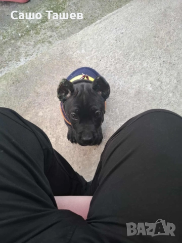 Кане Корсо, снимка 3 - Кане корсо - 52416691