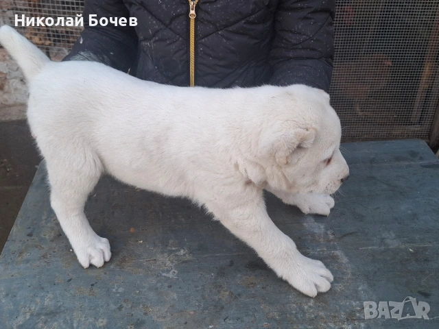 АЛАБАЙ, снимка 6 - Алабай - 53395565