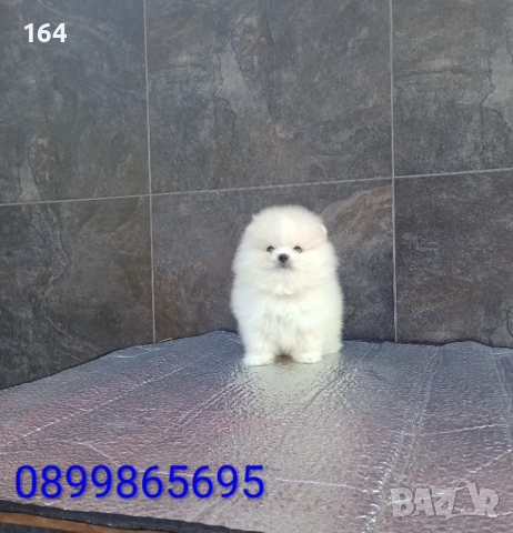 Мъжки мини Померан. Реални снимки от 19.01.26 г. , снимка 3 - Померан - 53095787