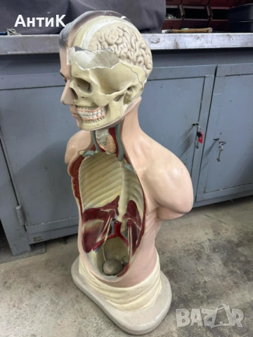 Соц Учебен Модел на Човешко Тяло Торс, снимка 3 - Антикварни и старинни предмети - 53296122