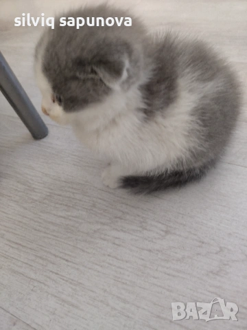 Търсим дом на чистокръвни котета, снимка 5 - Британска късокосместа - 53114632