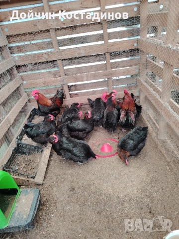 разплодни яйца Маран., снимка 5 - Кокошки и пуйки - 53580488