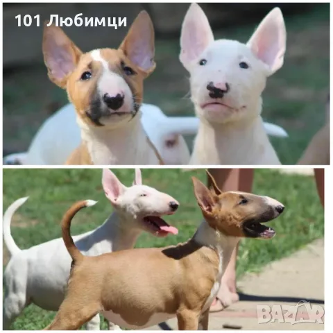 Бултериери