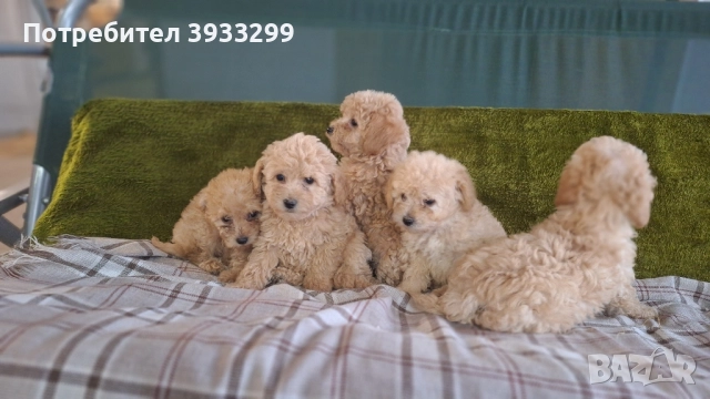 Пудел той пуделчета , снимка 14 - Пудели - 51947182