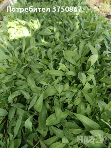 💛🧡💛 Кореопсис /Coreopsis/ 💛🧡💛, снимка 3 - Градински цветя и растения - 48916837