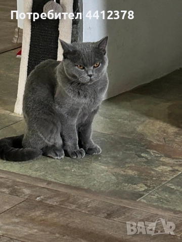 британски сини късокосмести котета , снимка 4 - Британска късокосместа - 52928097