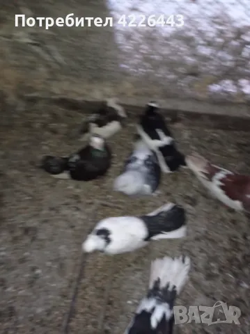 Пернишки капест, снимка 13 - Гълъби - 49426302