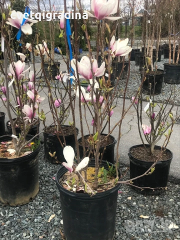 Magnolia Soulangeana