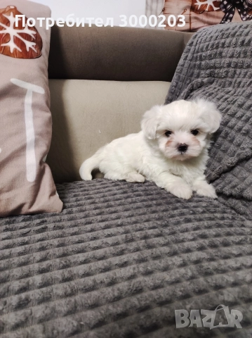 Малтийска болонка