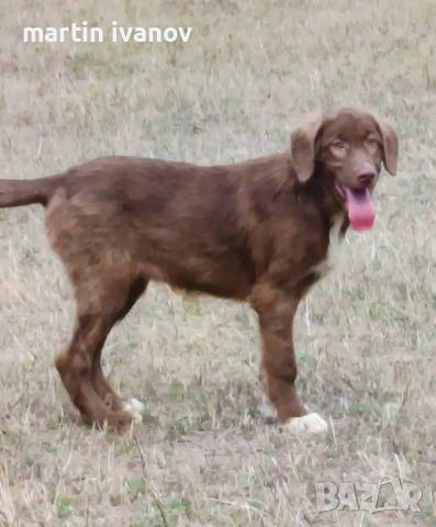 Женска каракачанка, снимка 2 - Каракачанска овчарка - 51698611