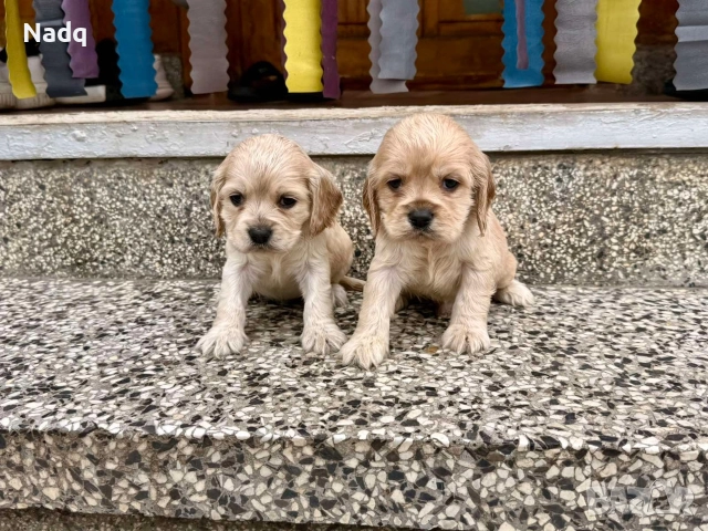 Кокер шпаньол 