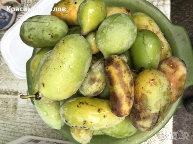 Индиански банан, Асимина трилоба, Asimina triloba,семена и растения, снимка 10 - Разсади - 27092676