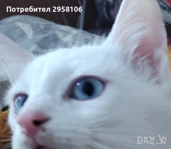 бяло мъжко коте, сини очи, 5 мес., снимка 8 - Британска късокосместа - 53197414