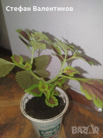 Копривка (Колеус) , снимка 4 - Стайни растения - 52439480