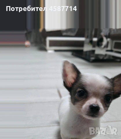 мини Чихуа , снимка 2 - Чихуахуа - 53076722
