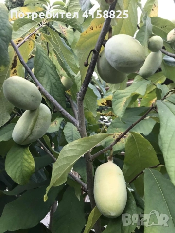 Асимина -Пау - Пау