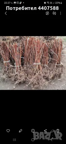 Разсад ягоди и малини , снимка 16 - Разсади - 49438431