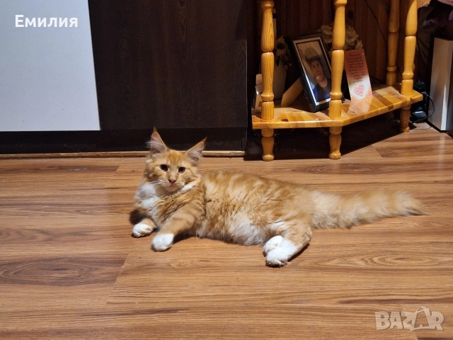 Мейн Куун, снимка 5 - Мейн кун - 52701818