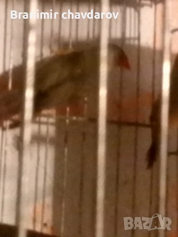 Продавам трастикови  белолики гулдови амадини, снимка 5 - Амадини - 50845325