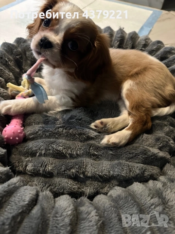 Кавалер кинг чарлз шпаньол