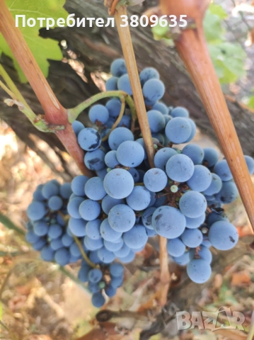 Грозде мерло , снимка 1