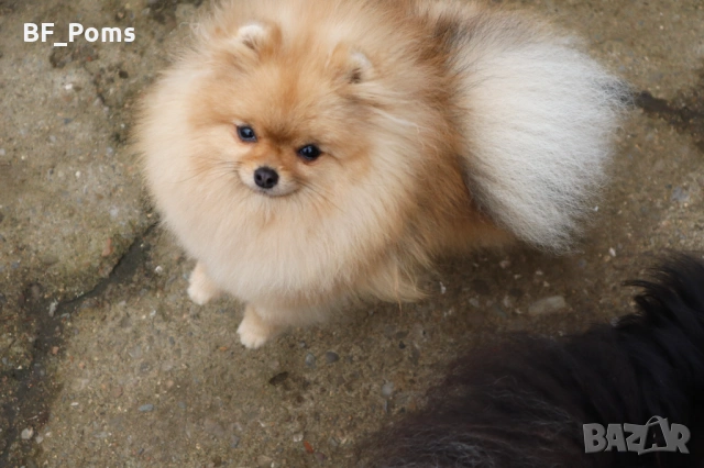 Миниатюрно момиченце померан с родословие FCI, снимка 16 - Померан - 50219721