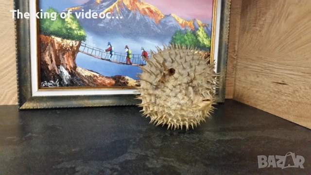 Препарирана риба Фуго  , снимка 2 - Антикварни и старинни предмети - 53459041