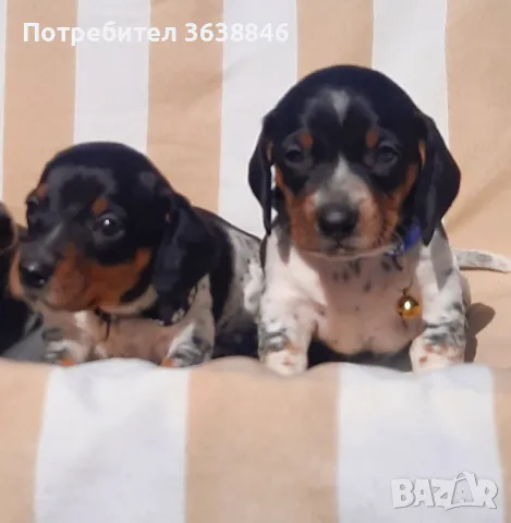 Мини дакел( пиебалд бриндъл), снимка 2 - Дакели - 49397846