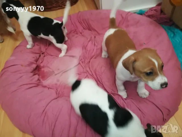 джакчета-сладурковци родени на 191224г-250лв за едно 2901250655, снимка 15 - Джак ръсел териер - 48873052