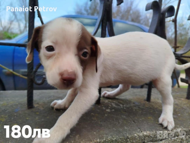 Продавам малки питбули , снимка 2 - Питбул - 52346662