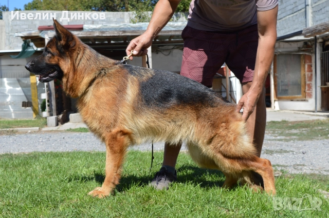 Немска овчарка с дълъг косъм с родословие , снимка 4 - Немска овчарка - 52250742