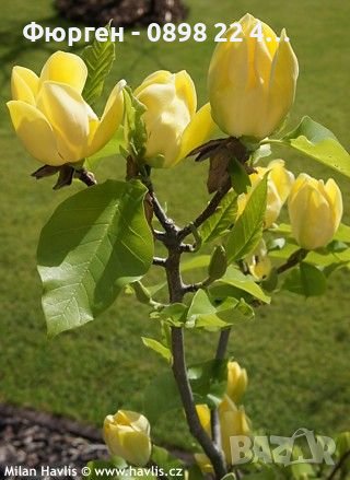 Жълта Магнолия - Златна мечта, снимка 7 - Разсади - 40614371