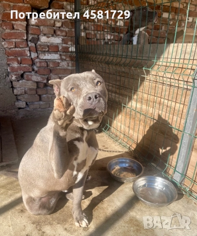 Мъжки питбул - blue nose за разплод, снимка 5 - Питбул - 51562087