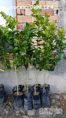 Мандарина – фиданка, снимка 4 - Разсади - 52729363