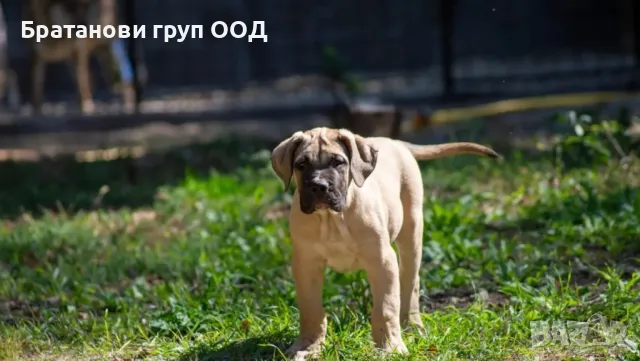 Канарски дог/Преса Канарио, снимка 2 - Други - 47407095