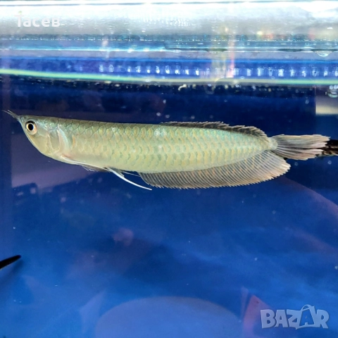 Сребърна арована 25см, снимка 1