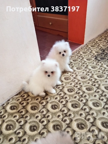 3 мъжки със чип и паспорт 